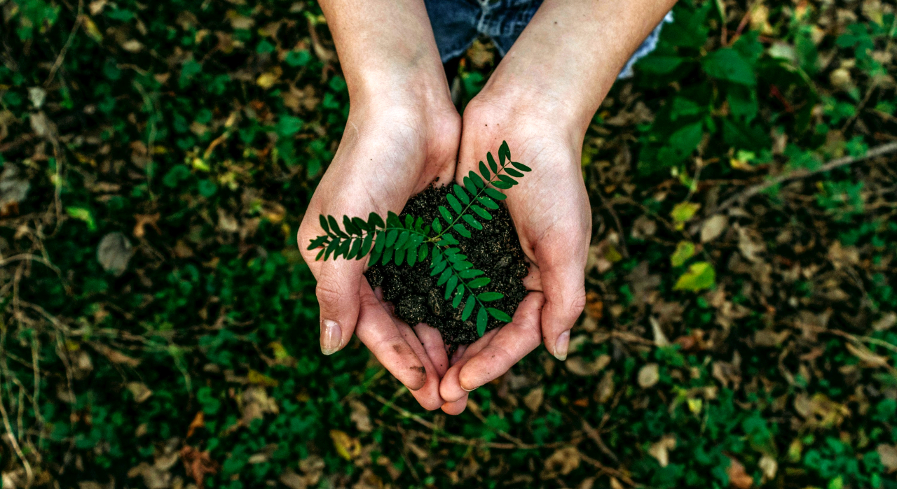 Person holding a seedling.