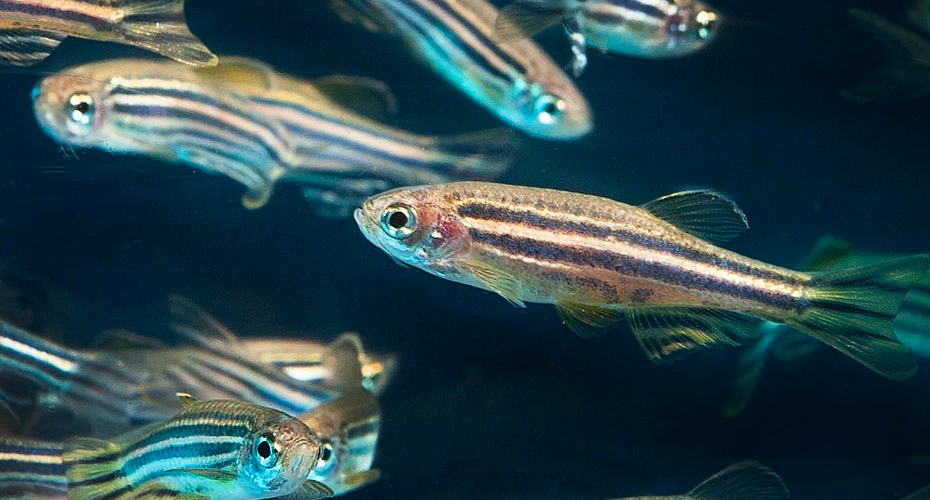 Zebrafish in water.